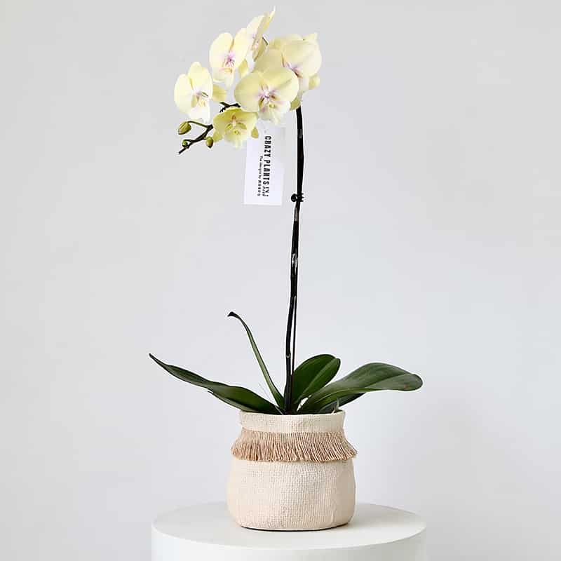 Bohemian Woven Plant Pot – Natural Cotton & Tassel Design