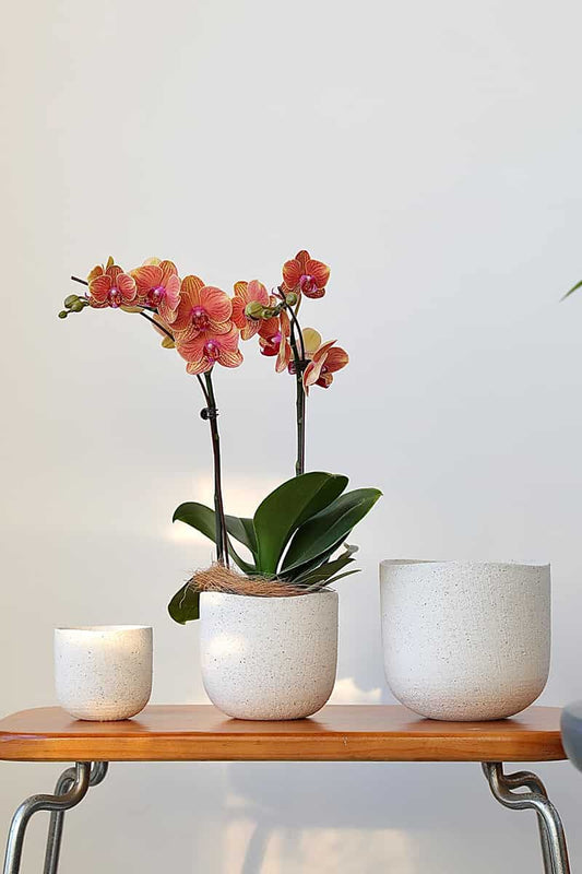 Korean Minimalist Ceramic Planter – Soft White Texture