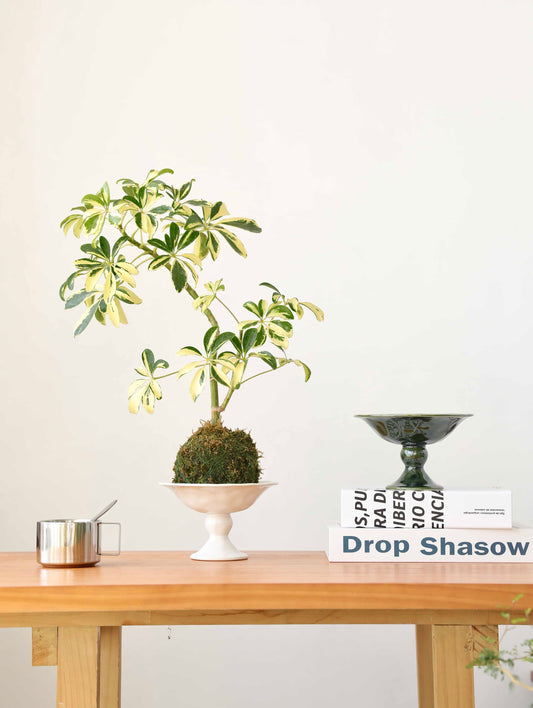 Ceramic Display Bowl – Pedestal Shape for Green Decor