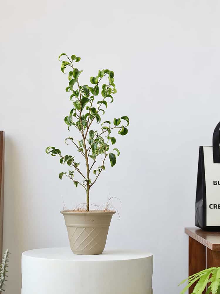 Ceramic Cone Planter – Minimalist Korean Style
