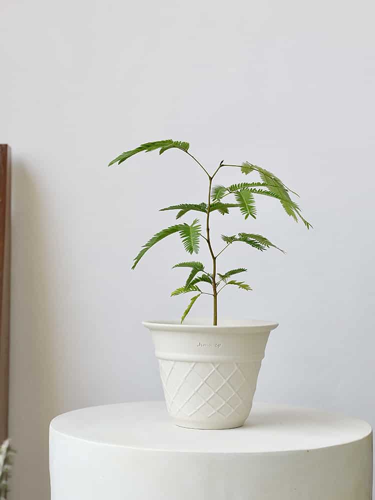 Ceramic Cone Planter – Minimalist Korean Style