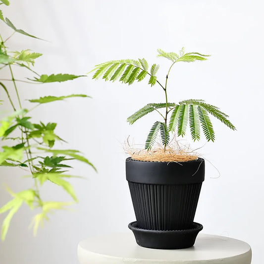 Minimalist Plant Pot with Tray – Modern Indoor Planter