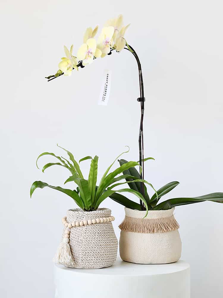 Bohemian Woven Plant Pot – Natural Cotton & Tassel Design