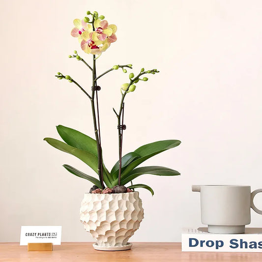 Durian-Shaped Cement Planter - Wabi Sabi Style