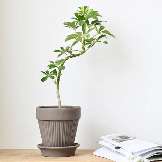 Minimalist Plant Pot with Tray – Modern Indoor Planter